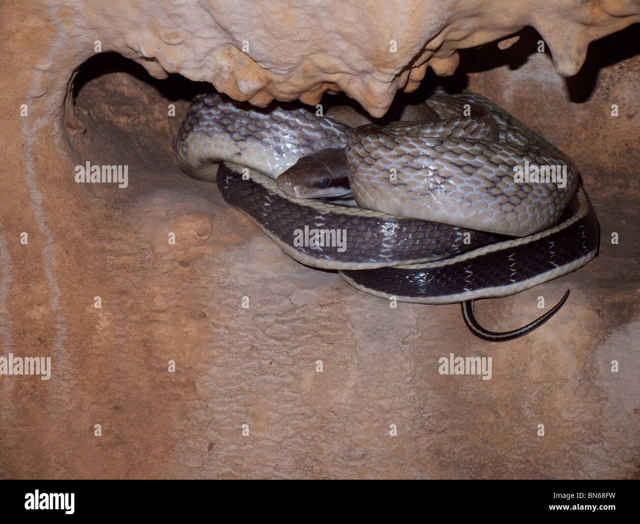 The Cave Dwelling Snake or Cave Racer inhabits limestone caves of Thailand. Stock Photo