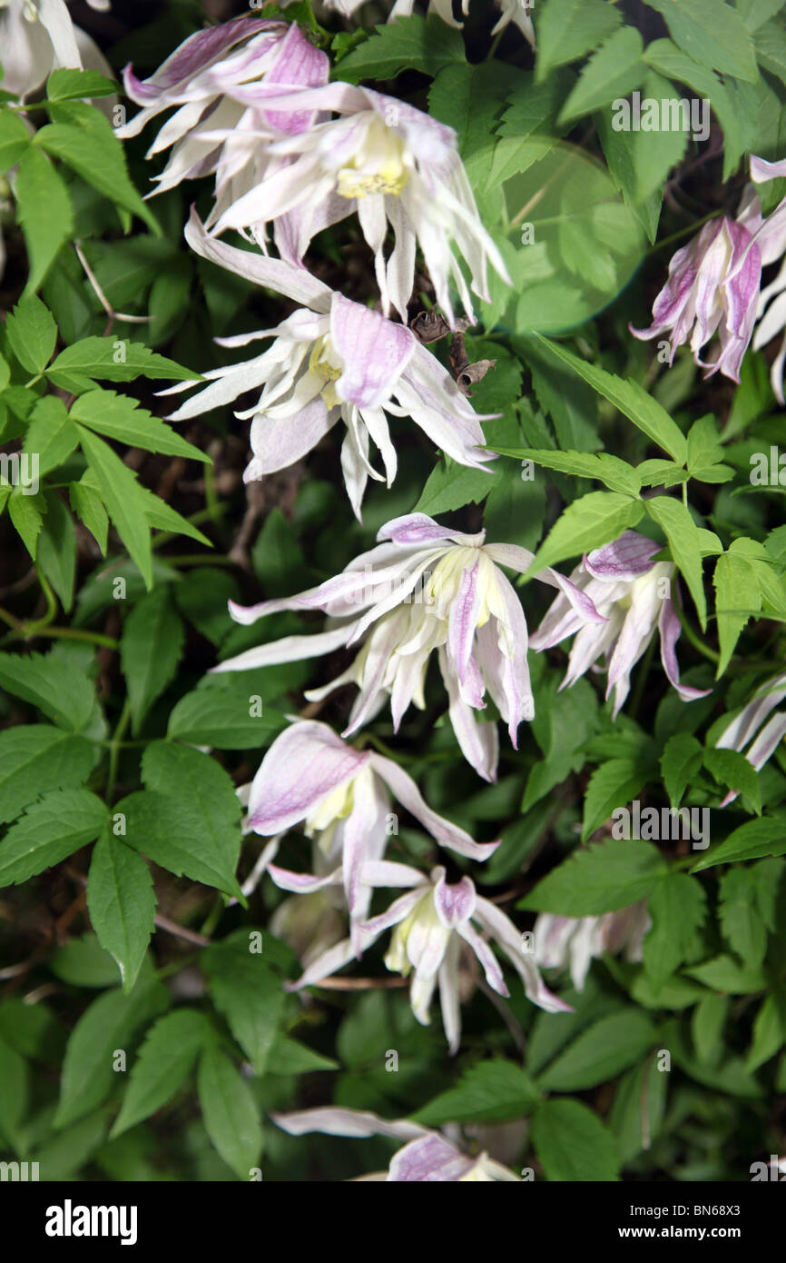 Clematis Rosy O'Grady Stock Photo