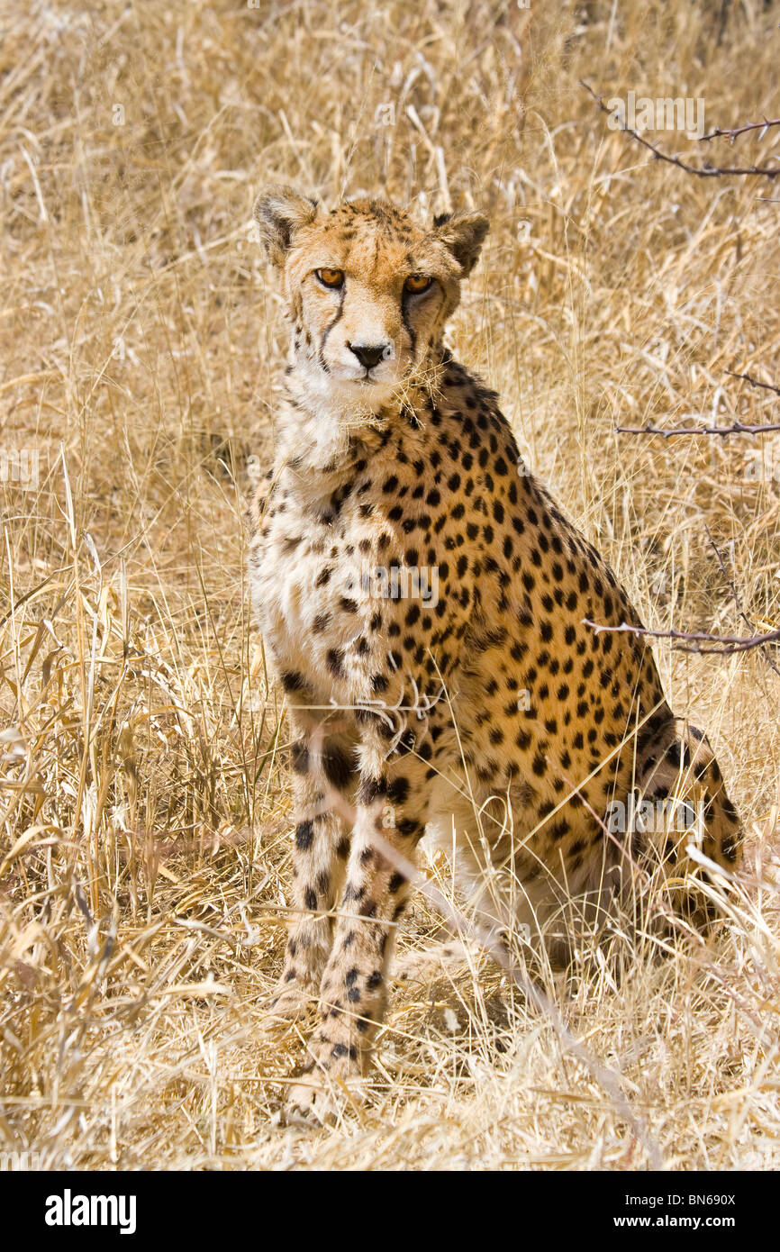 Cheetah sits in the bush posing for the camera Stock Photo