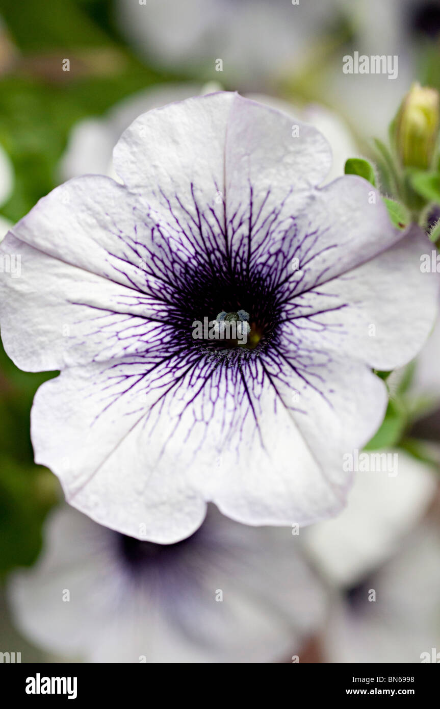 petunia white flower with purple center in a garden in the uk Stock