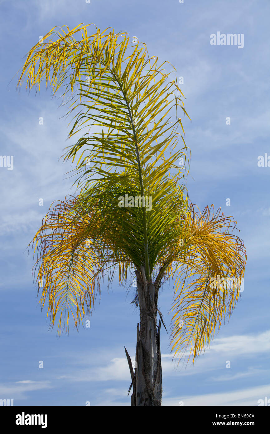 Palm tree ferns hires stock photography and images Alamy