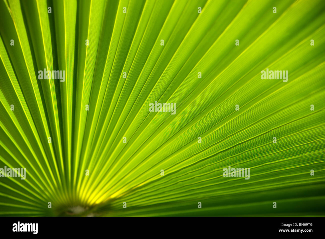 Close up of a palm leaf Stock Photo - Alamy