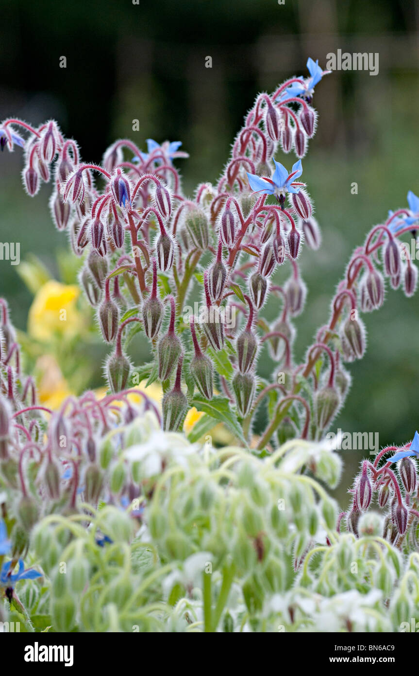 Borage flowers in a uk garden Stock Photo