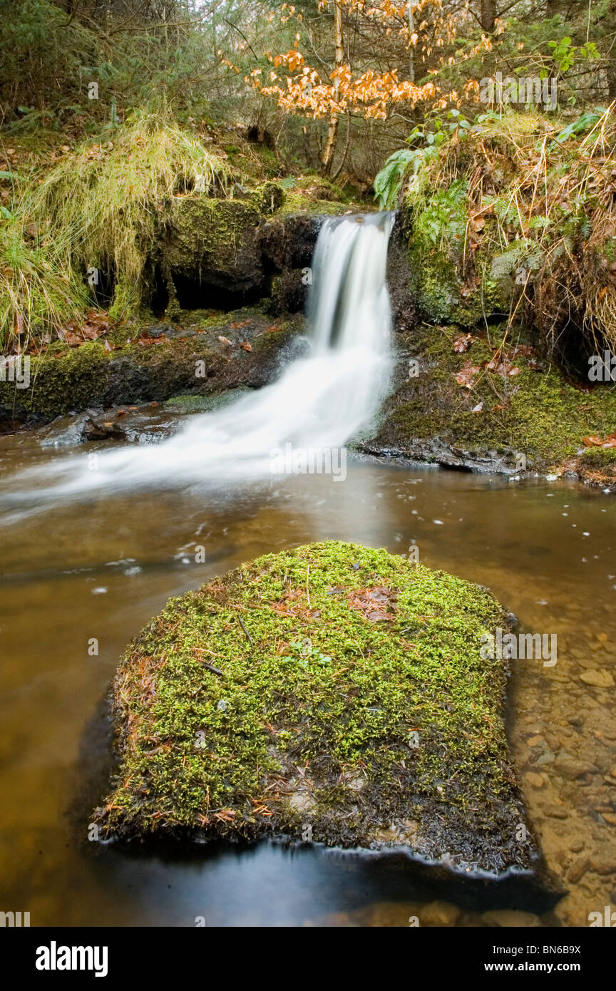 Waterfall at Hamsterley Forest ,northern england. Stock Photo