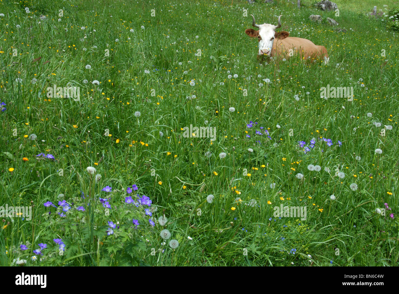 Dairy cow laying in tall gras with flowers, Berense alps, Swtzerland Stock Photo
