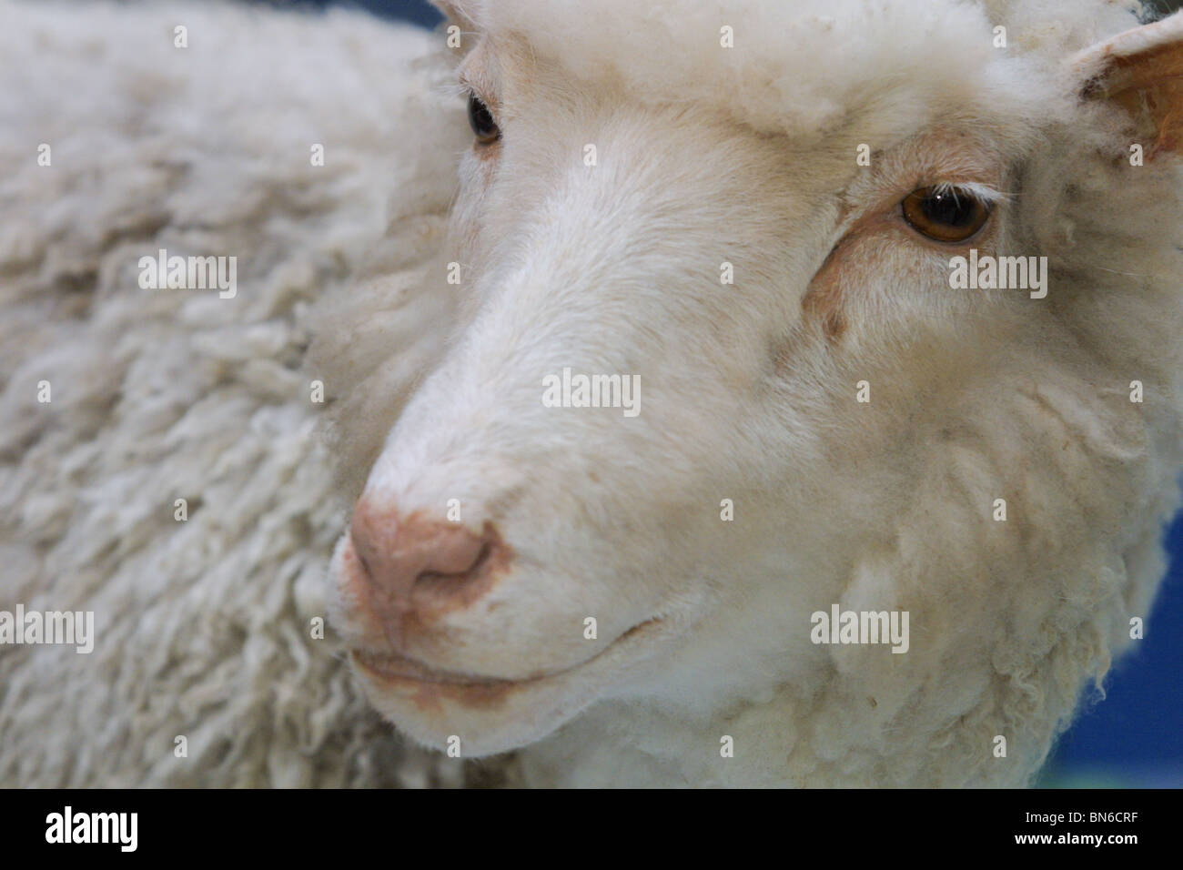 Dolly The Sheep, the world's first cloned mammal, created by Professor Sir Ian Wilmut, on display at Royal Museum of Scotland. Stock Photo