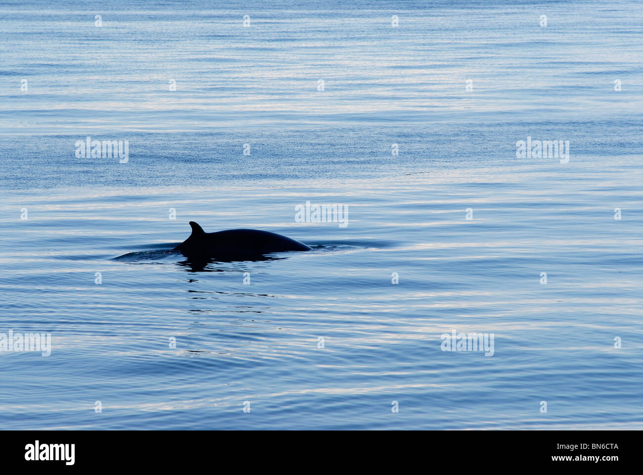 Northern minke whale hi-res stock photography and images - Alamy