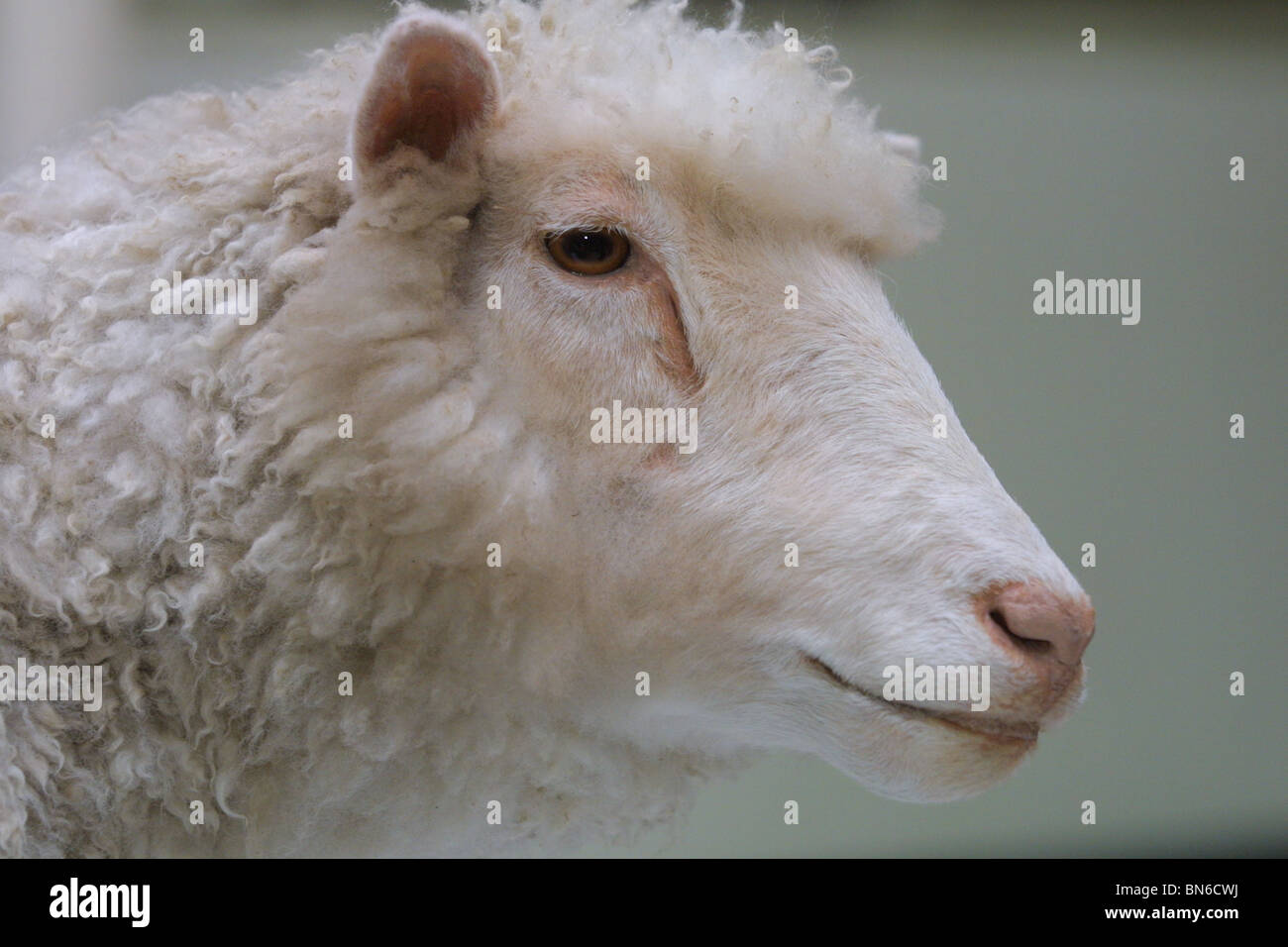 Dolly The Sheep, the world's first cloned mammal, created by Professor Sir  Ian Wilmut, on display at Royal Museum of Scotland Stock Photo - Alamy