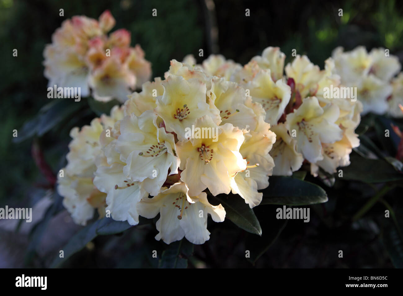 Rhododendron Alpen Rose Stock Photo
