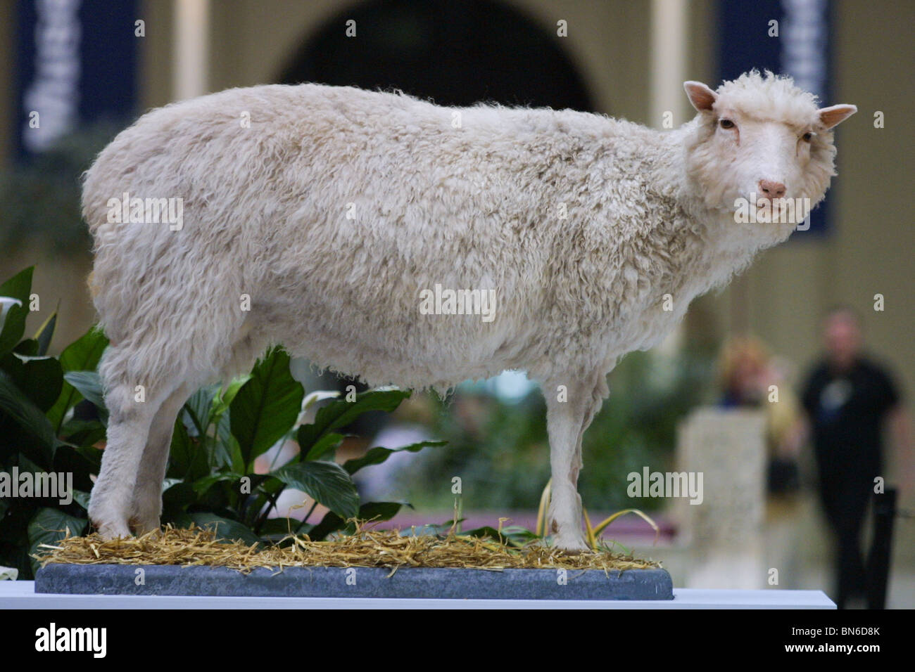 Dolly The Sheep, the world's first cloned mammal, created by Professor