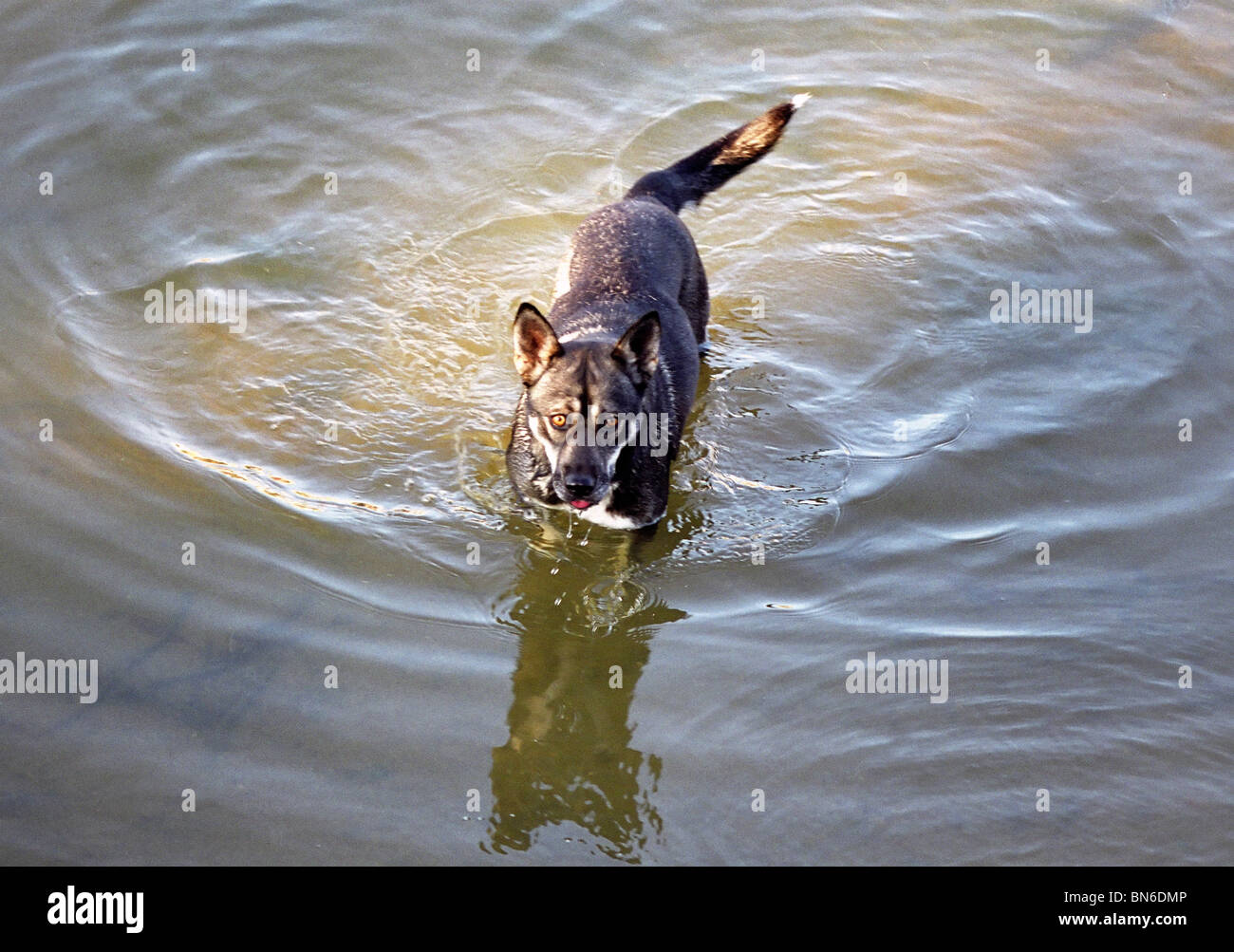 Dog in a river Stock Photo