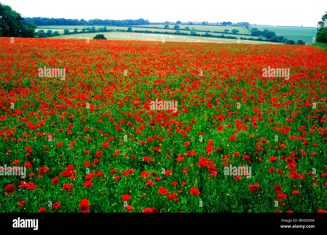 Field Poppies, Norfolk poppy papaver red flower wild flowers landscape drift England UK English landscapes Stock Photo