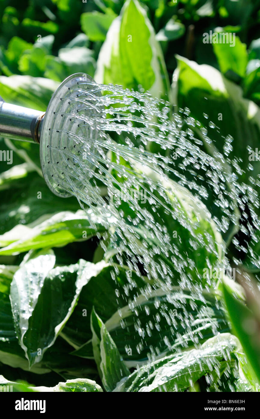 Watering The Spring Garden With A Traditional Metal Watering Can Stock Photo