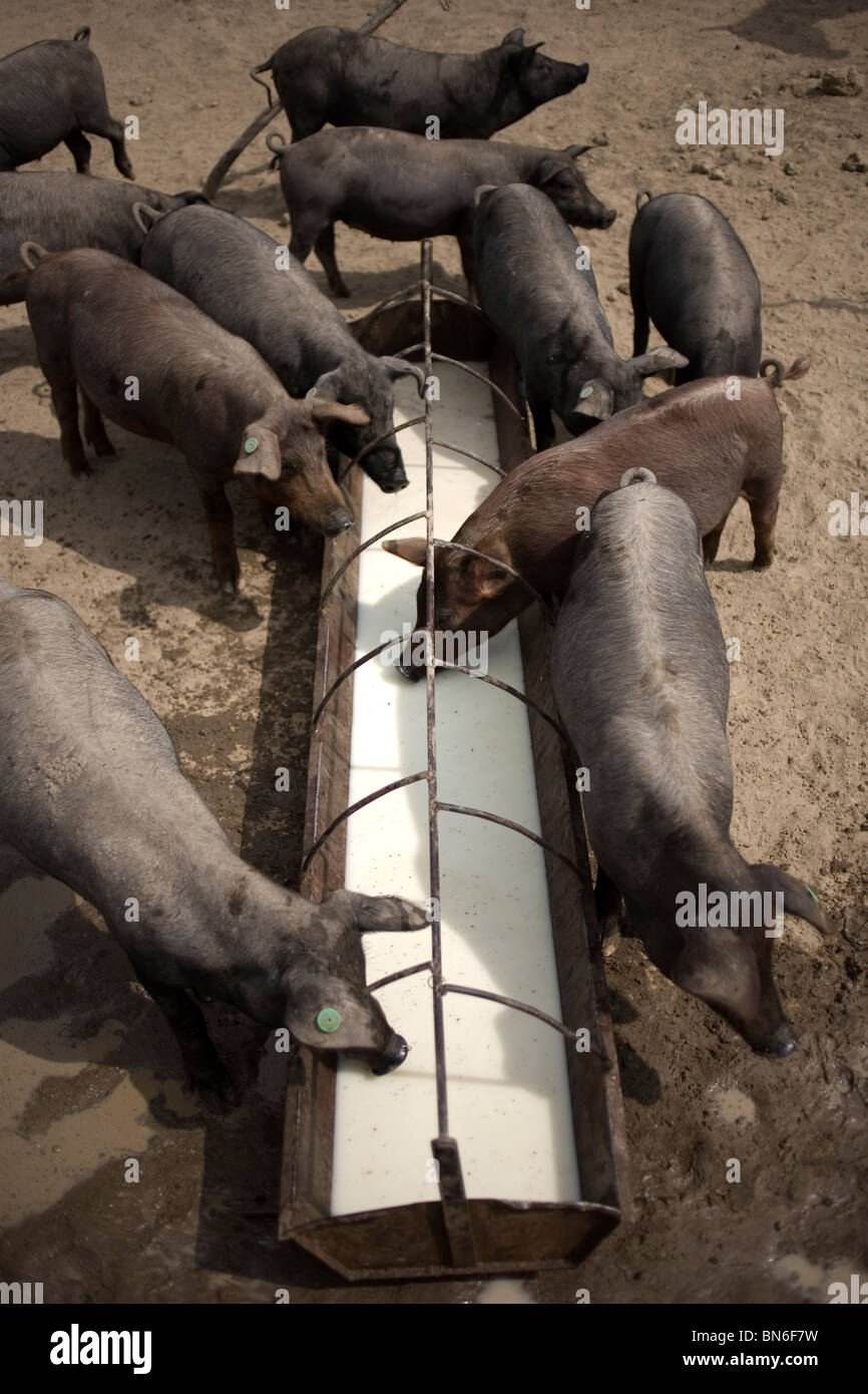 Spanish Iberian pigs drink whey, the skimmed nonfat milk left over when making cheese, on a pig