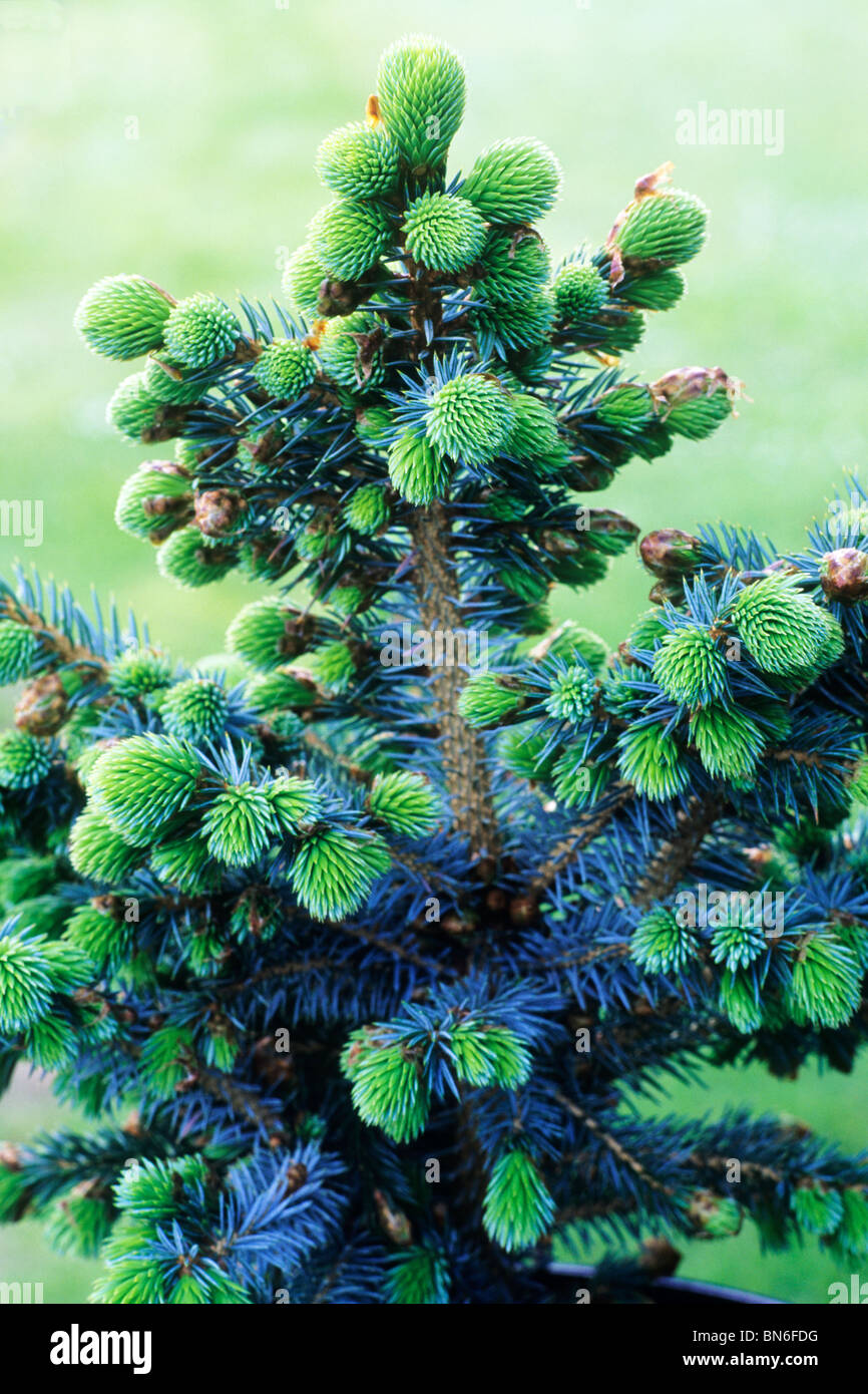 Picea sitchensis 'Tenas', syn. 'Papoose' spruce tree trees garden plant plants Stock Photo
