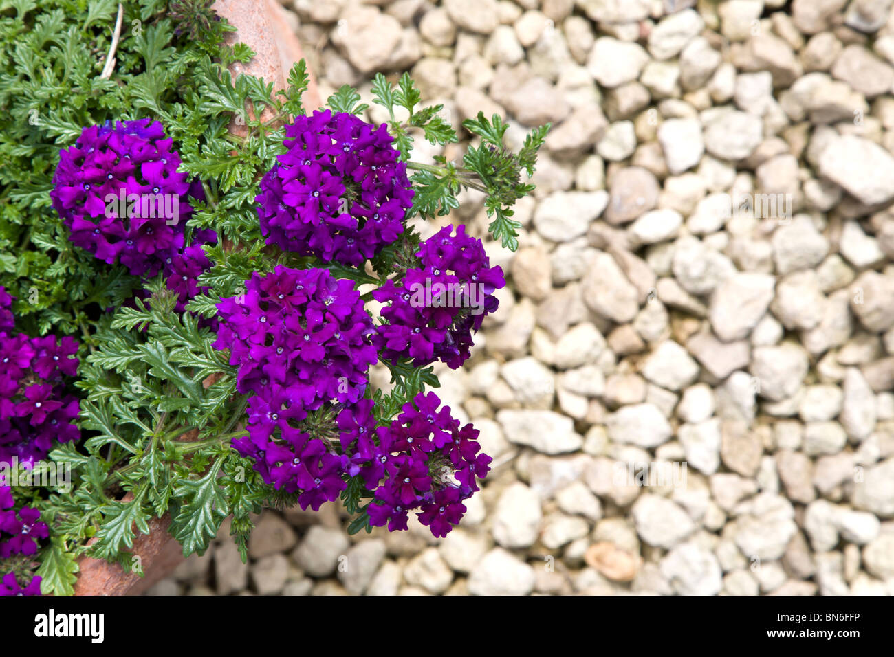 Trailing verbena hires stock photography and images Alamy