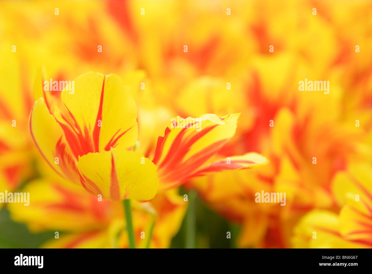 Yellow and red tulip in a flower bed Stock Photo