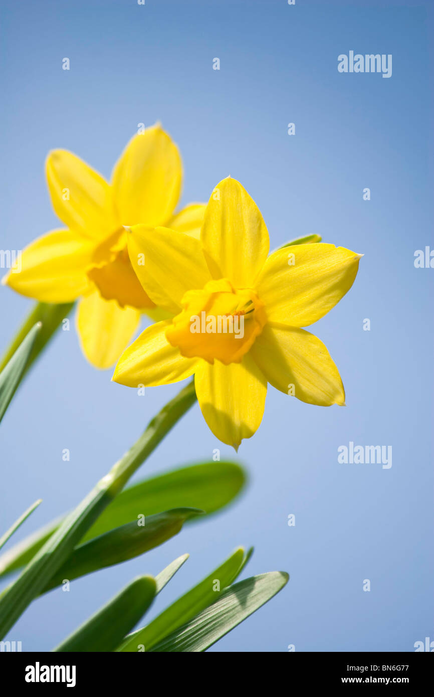 Daffodil Flowers with blue sky Stock Photo