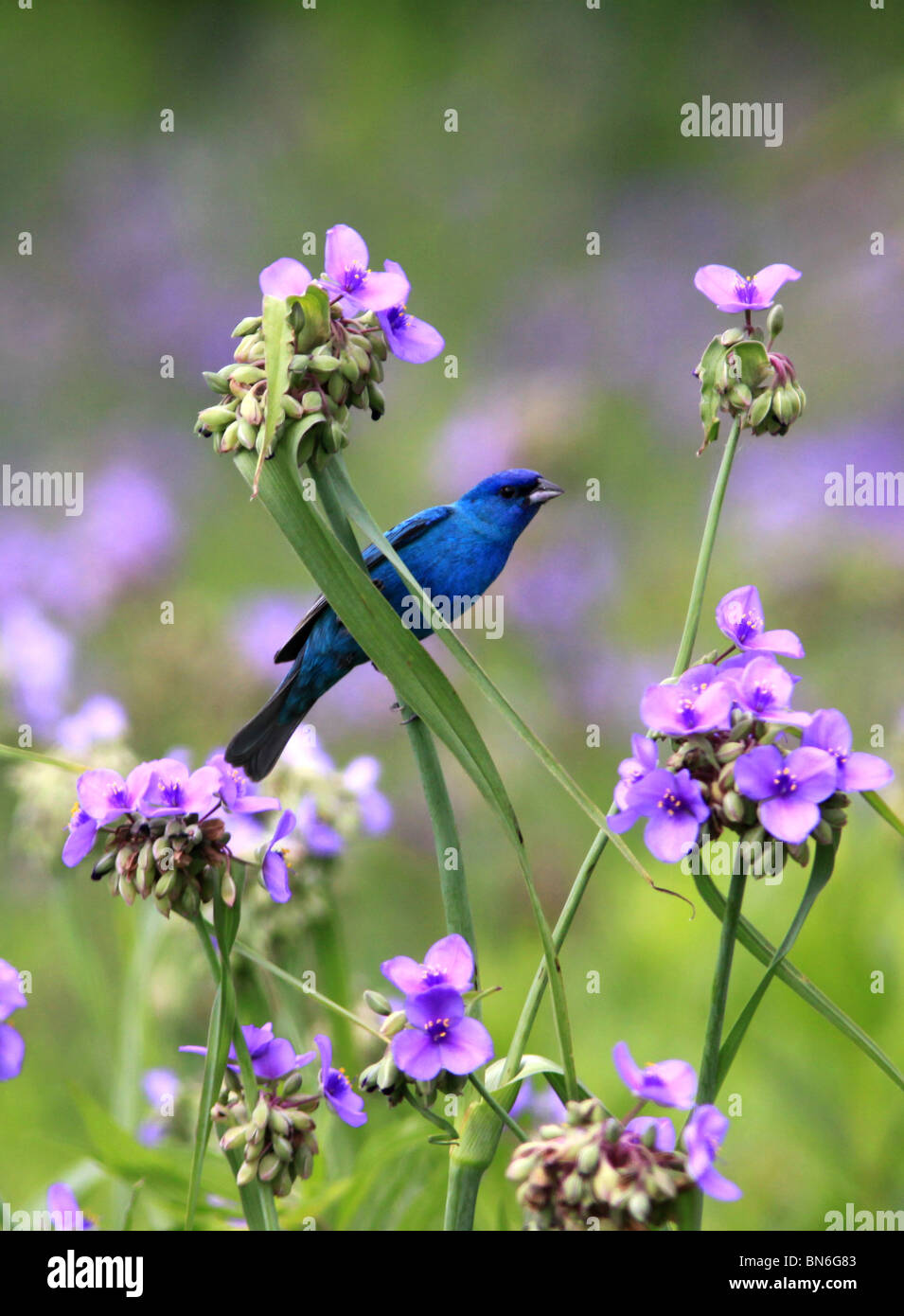 Indigo bunting male spiderwort flower ohio colorful song bird color