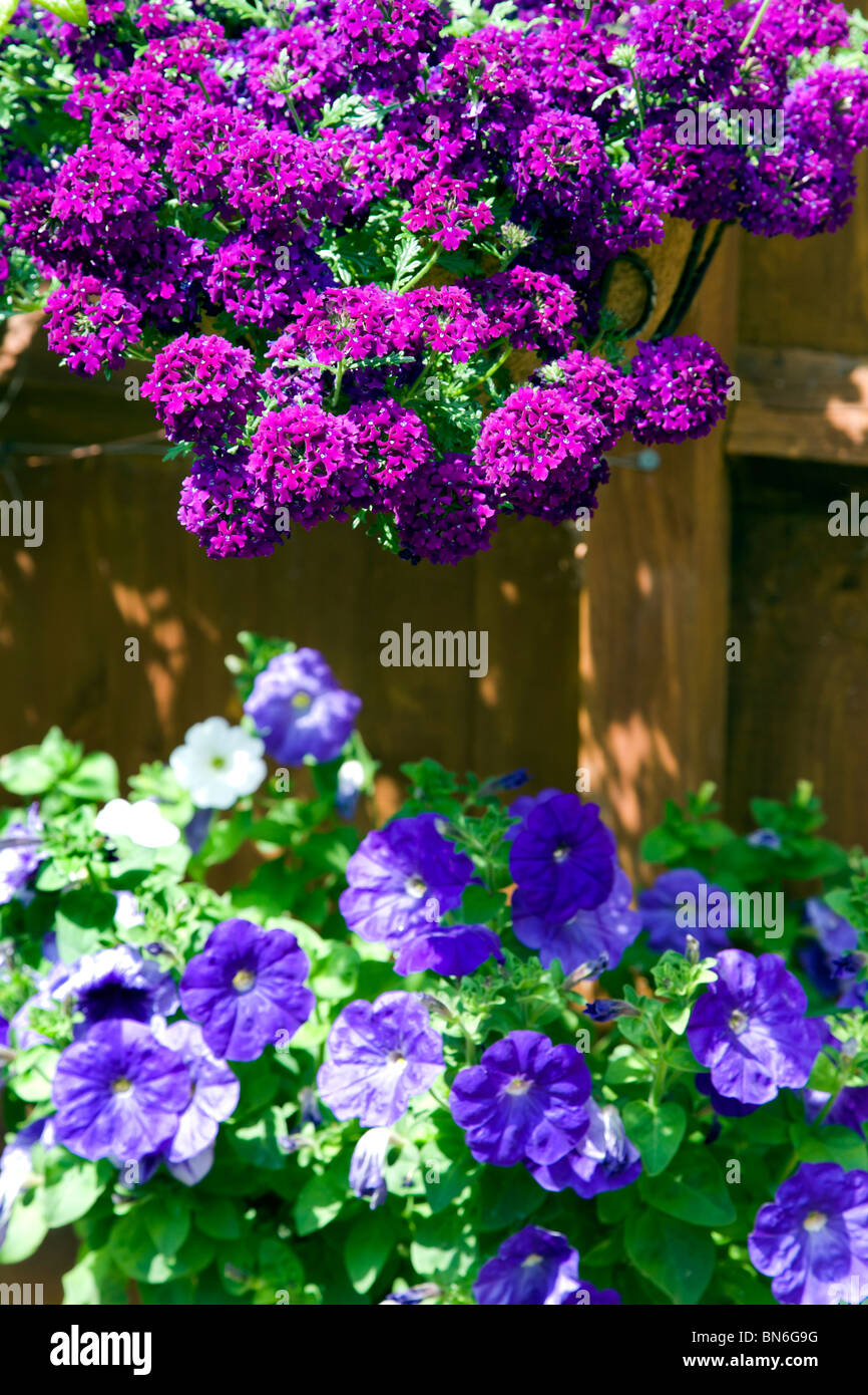 PURPLE TRAILING VERBENA IN A HANGING BASKET, WITH BLUE TRAILING PETUNIAS IN A POT BELOW Stock Photo