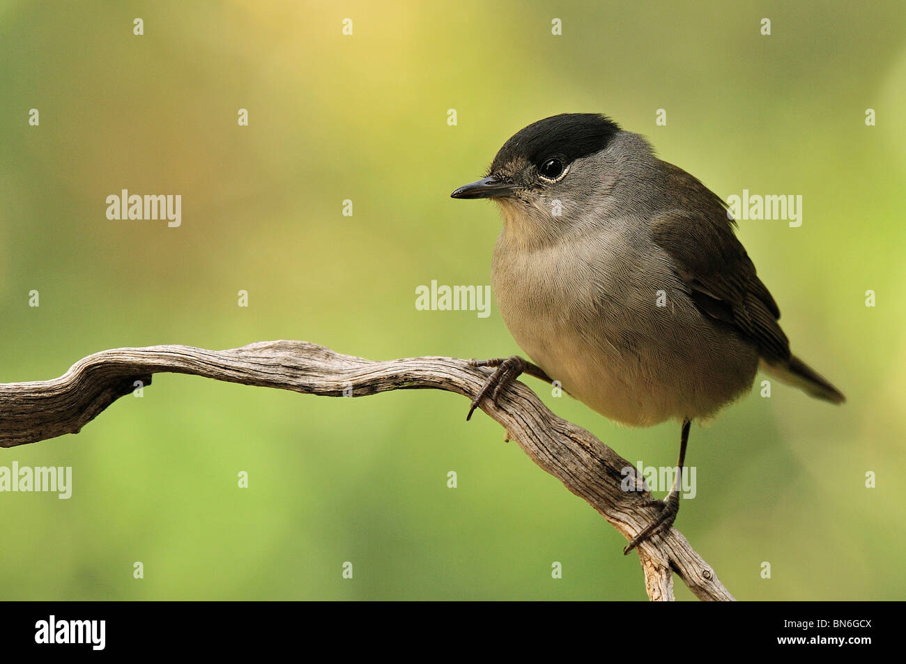 Blackcap (Sylvia Atricapillla), male on branch. Stock Photo