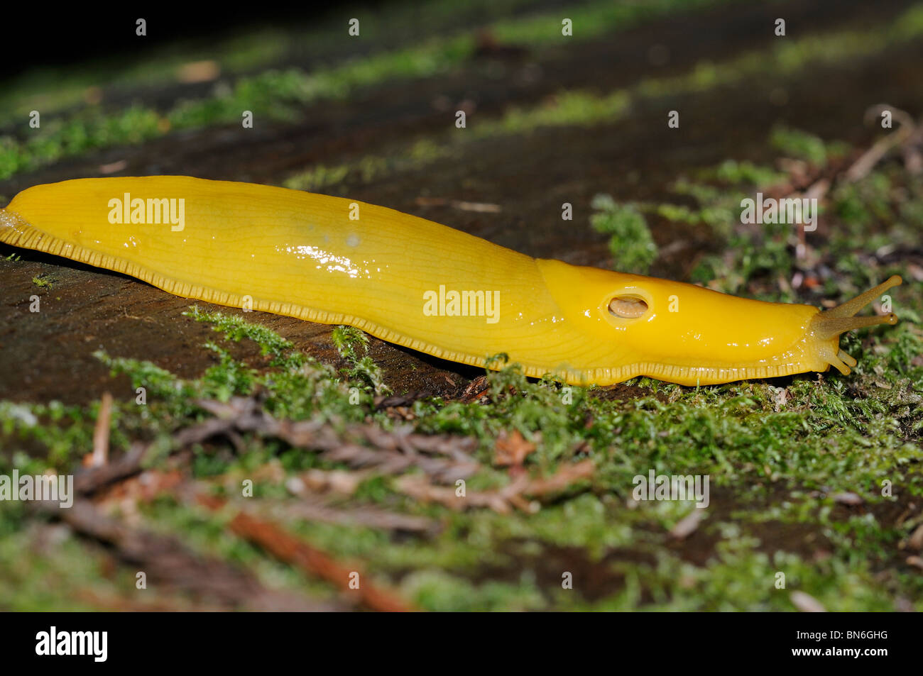 Stock photo of a banana slug crawling across the forest floor Stock