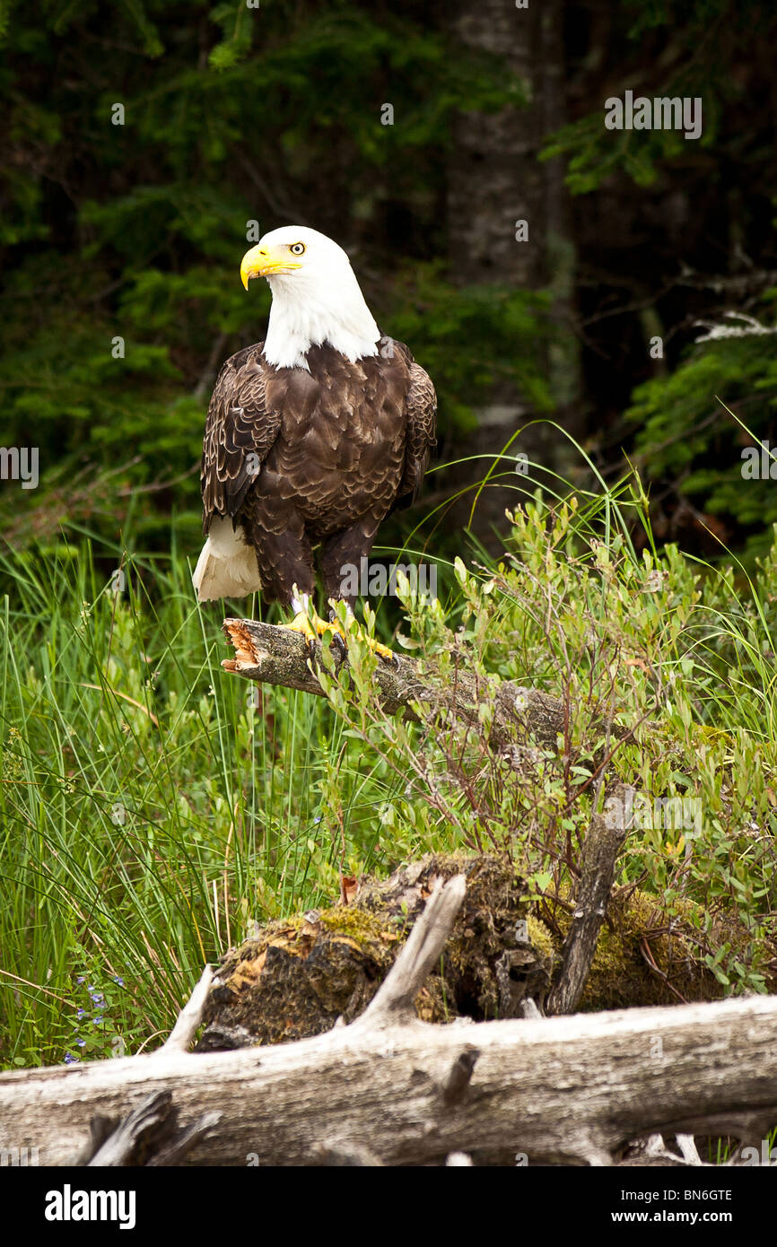 American bald eagle (Haliaeetus leucocephalus) perched on a log Boulder
