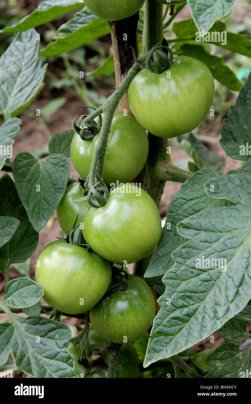 Green tomatoes growing on the vine hi-res stock photography and images ...
