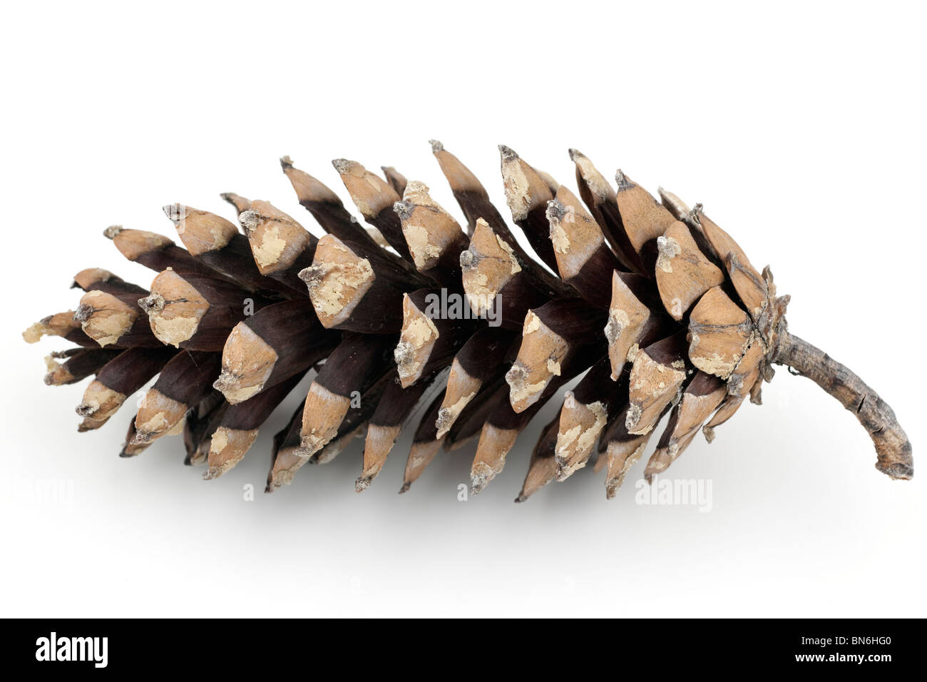 Large single open pine cone Stock Photo