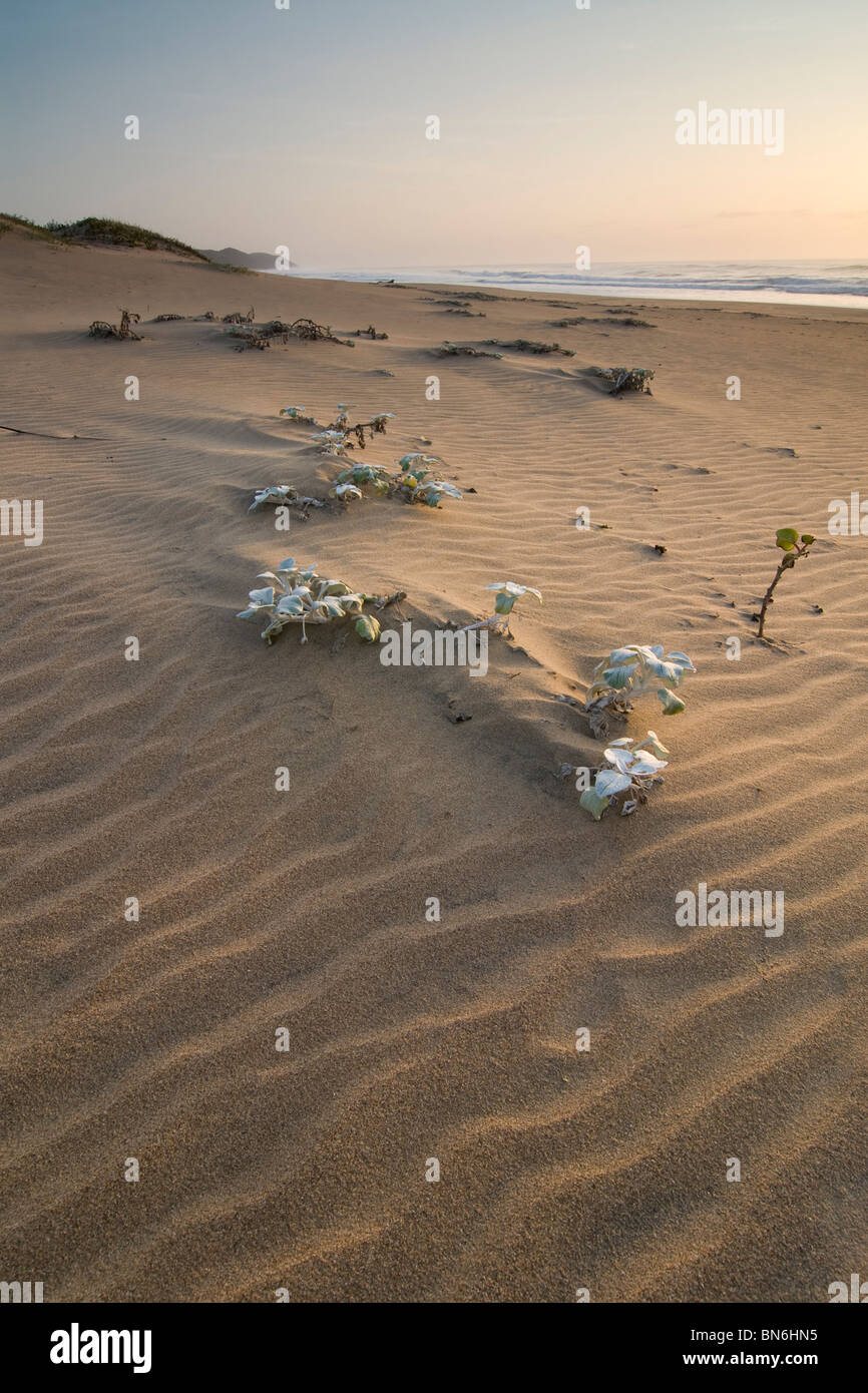 High angle of Beach Pumpkins (Arctotheca populifolia) and textured sand in foreground and Indian Ocean in background. At sunrise Main Beach Stock Photo