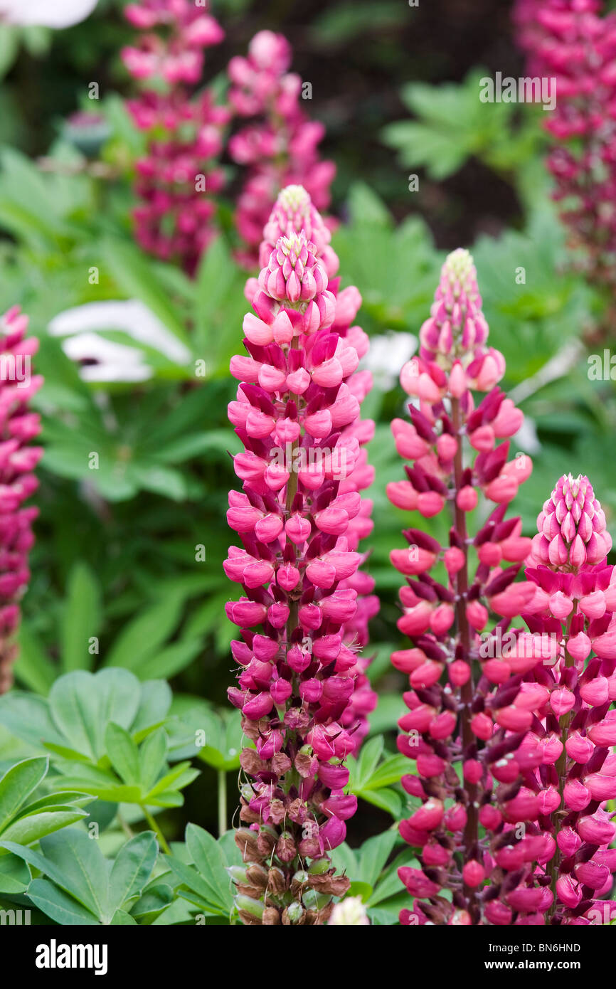 Pink flowers on a Lupin Stock Photo