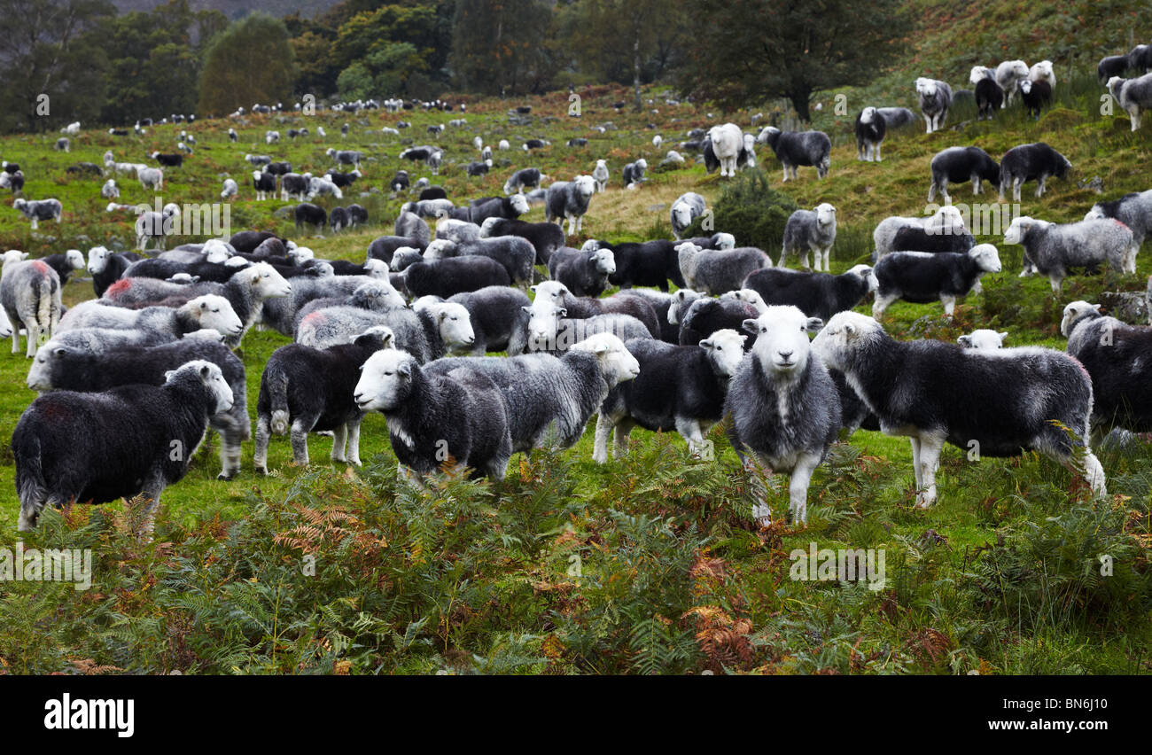 Herdwick sheep in the Lake District, England, UK Stock Photo