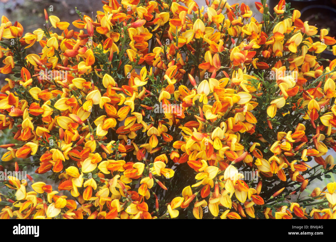Cytisus 'Apricot Gem' broom yellow and orange flower flowers garden plant  plants Stock Photo - Alamy
