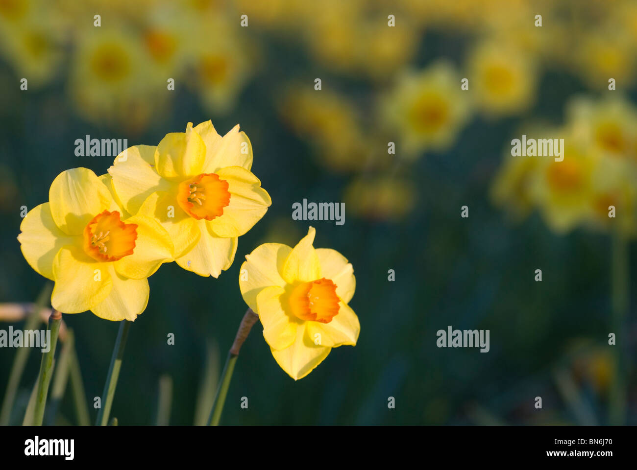 Daffodils Christchurch New Zealand Stock Photo Alamy