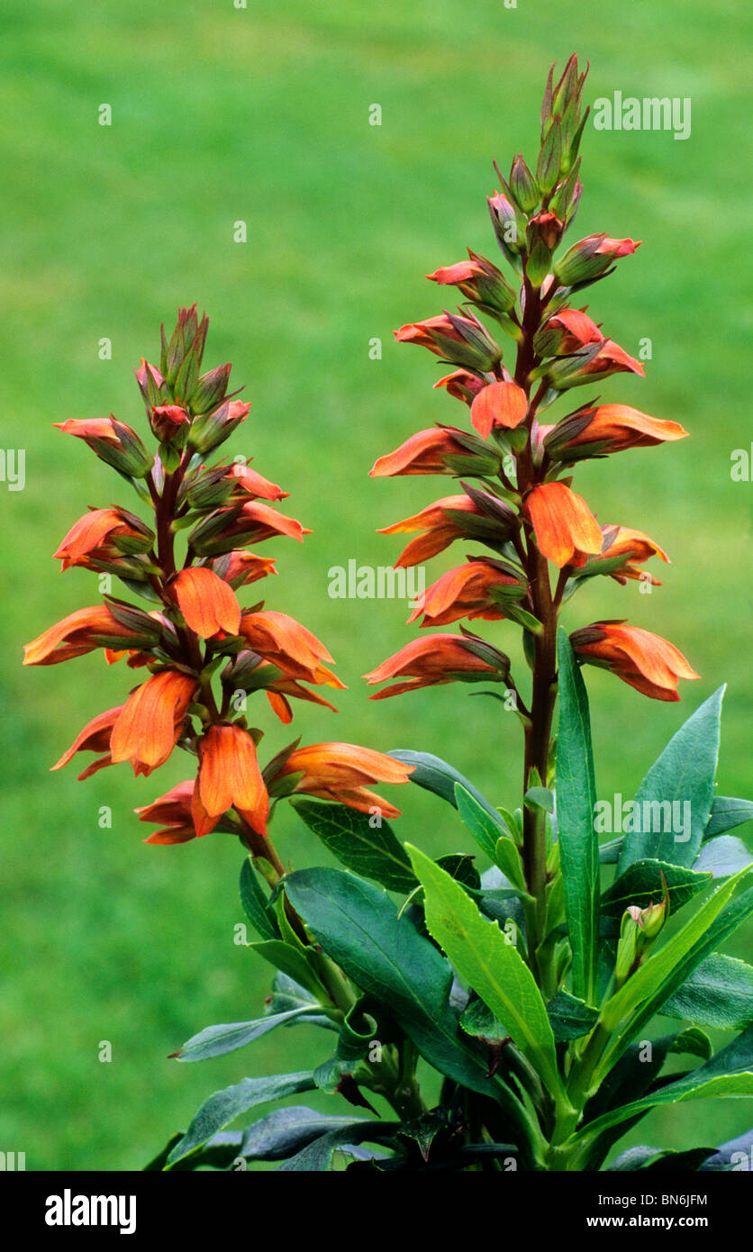 Isoplexis canariensis, orange flower flowers garden plant plants ...