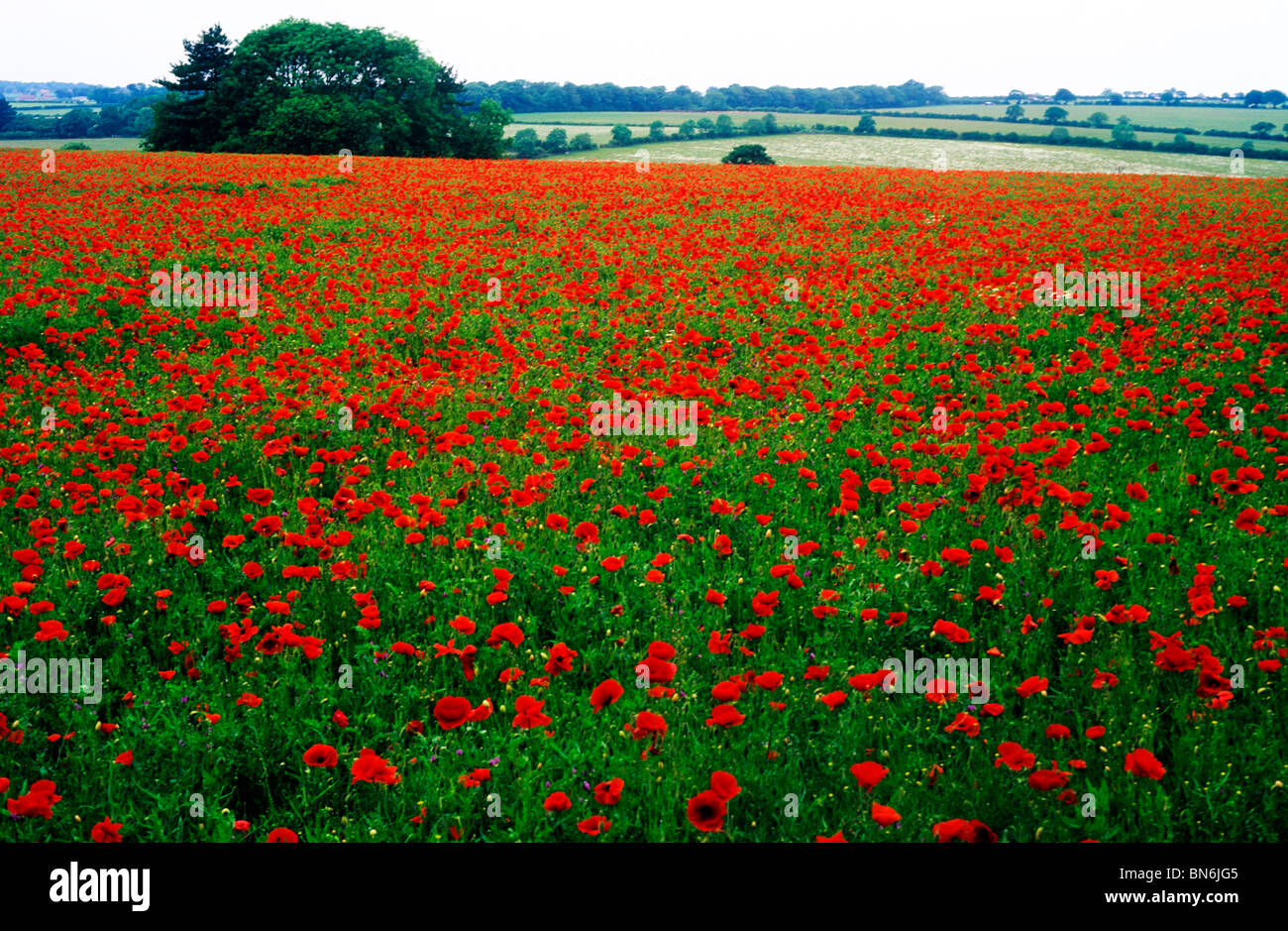 Field Poppies, Norfolk poppy papaver red flower wild flowers landscape drift England UK English landscapes Stock Photo