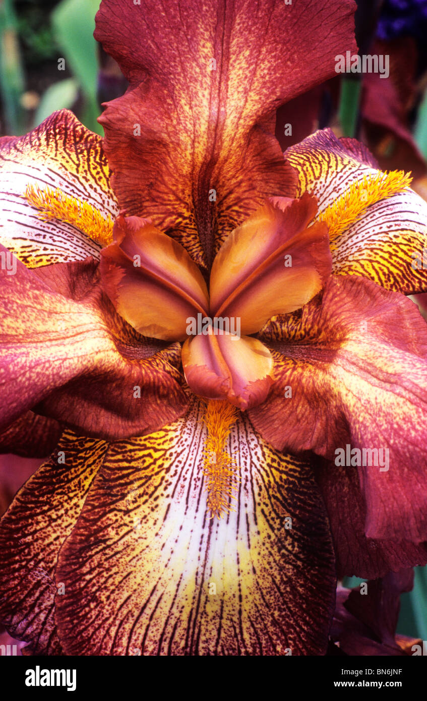 Iris 'Dutch Chocolate' brown bearded irises flower flowers garden plant