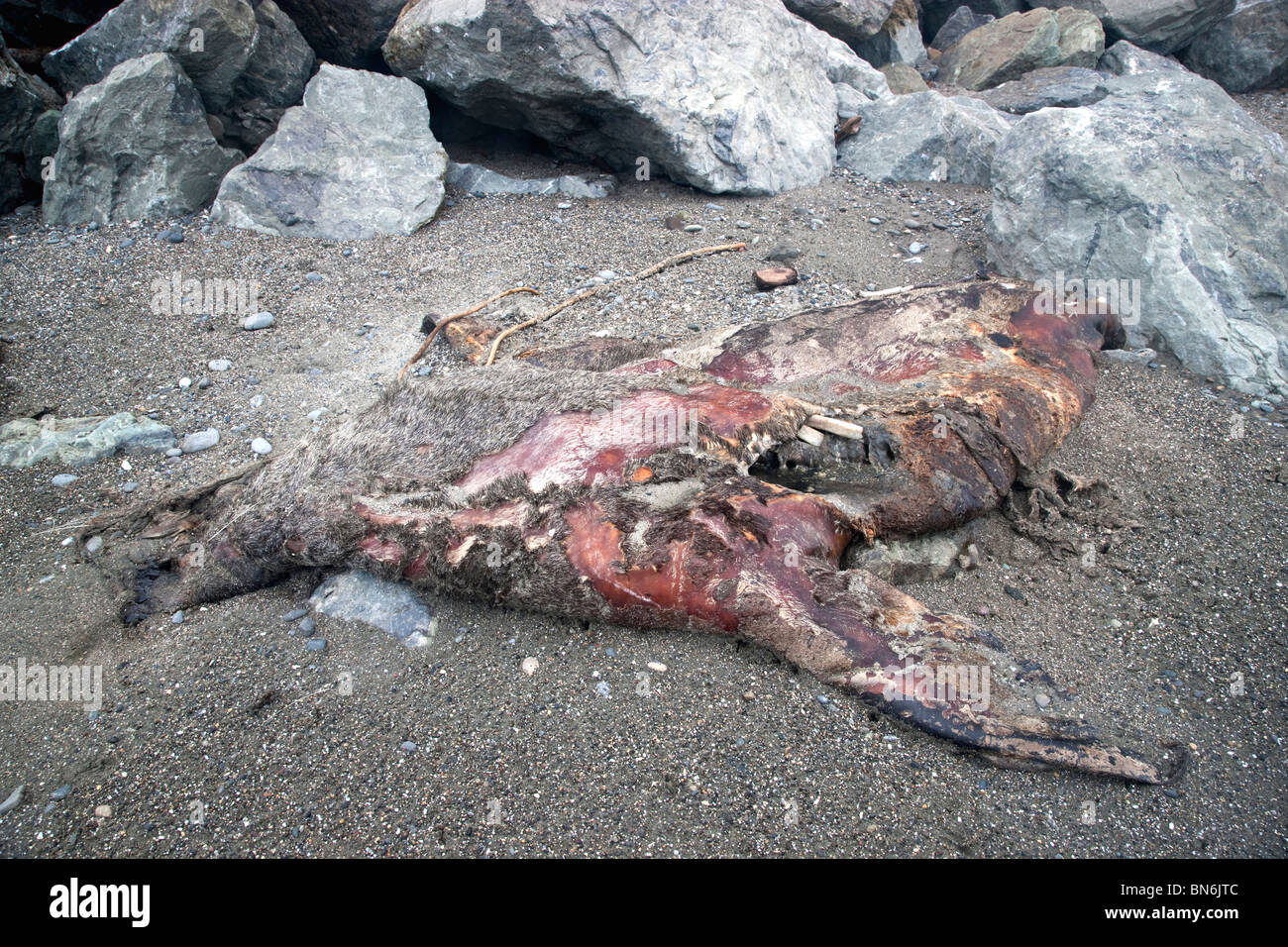 Mature Sea Lion decaying, beach, Stock Photo