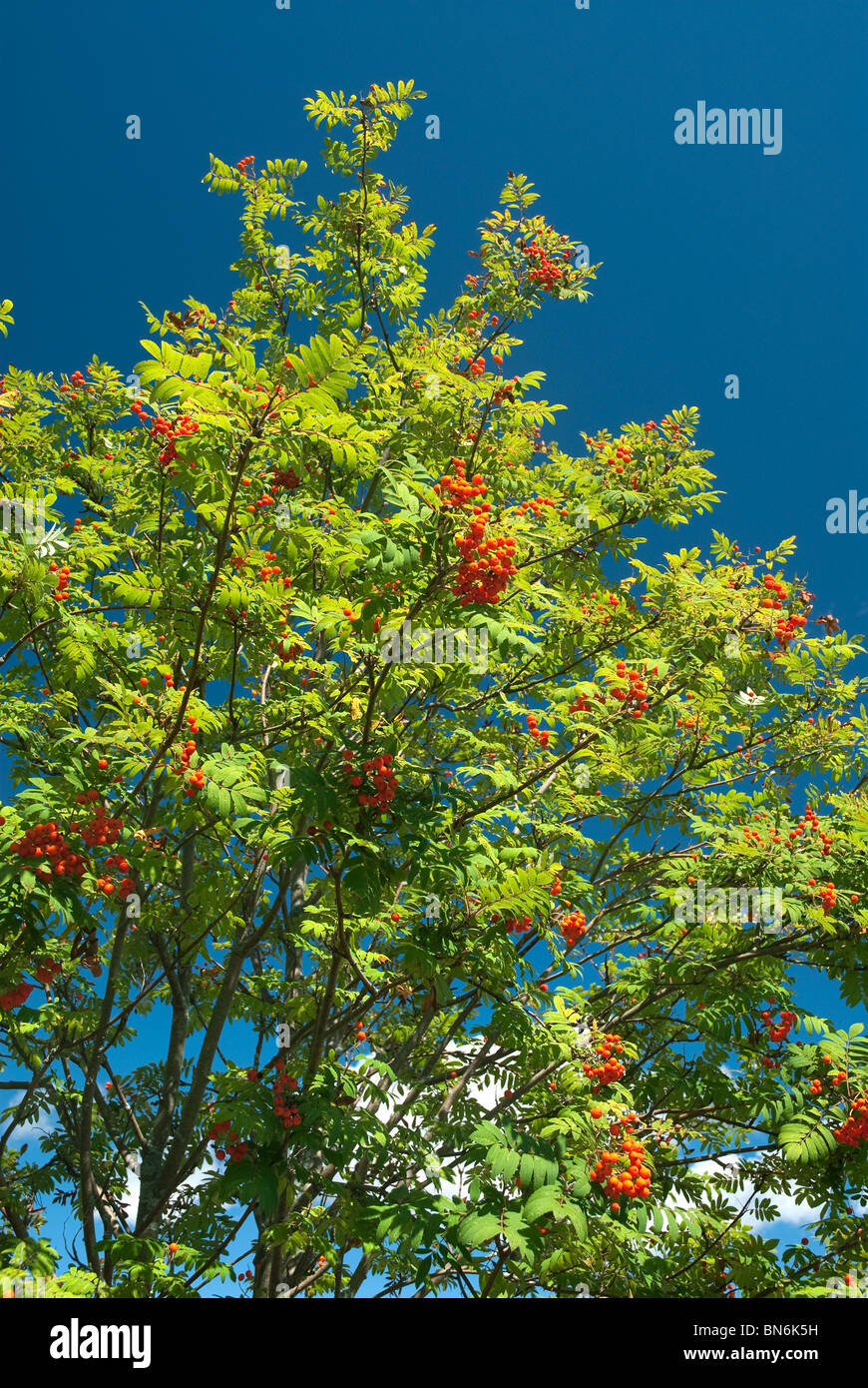 Sumac tree hires stock photography and images Alamy