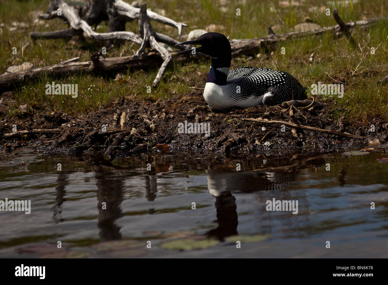 Adult common loon (Gavia immer) nesting Boulder Junction, Wisconsin. Stock Photo