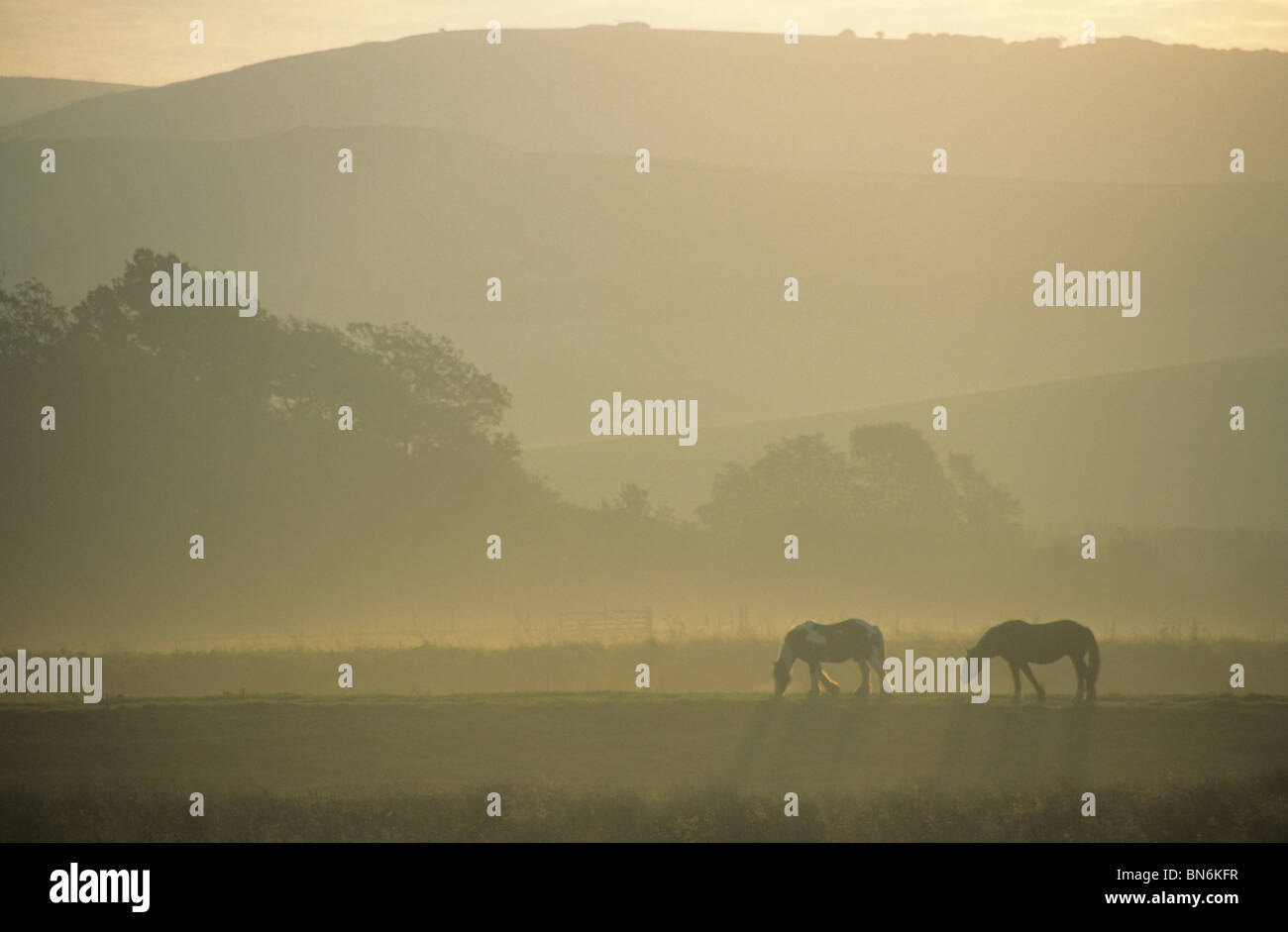 Work horses graze on the banks of the River Cuckmere in the South Downs National Park, East Sussex, England. Stock Photo