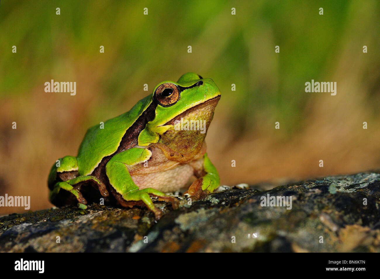 Common Tree Frog (Hyla arborea) Stock Photo