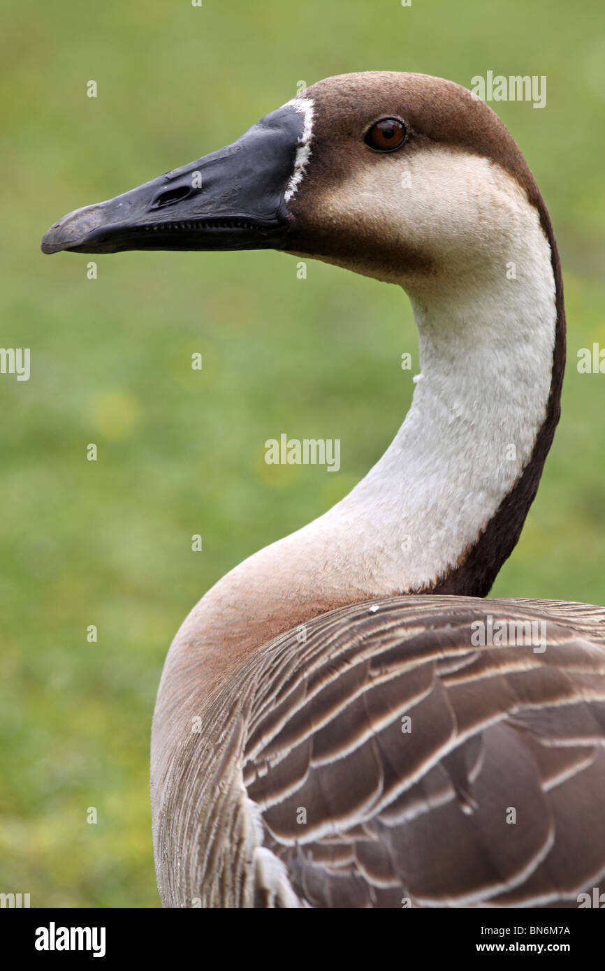 Swan goose hi-res stock photography and images - Alamy