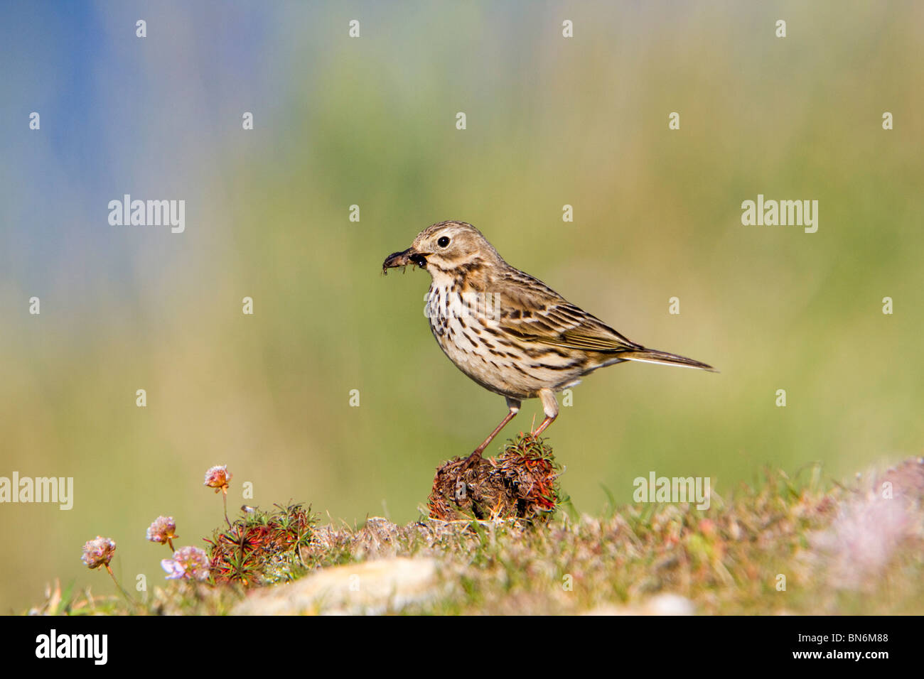 Meadow Pipit; Anthus pratensis; carrying insects Stock Photo