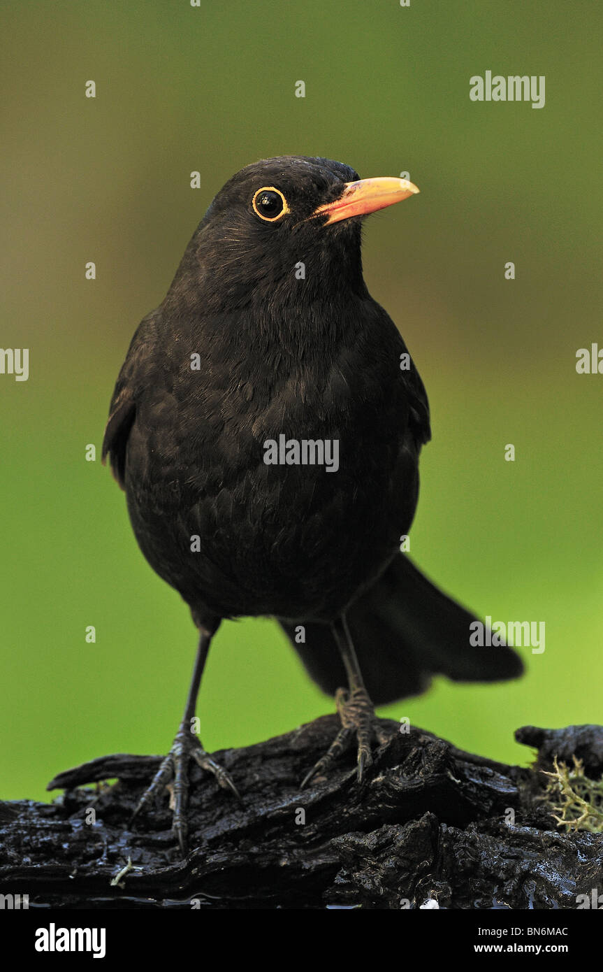 Adult male of Blackbird (Turdus merula). Stock Photo