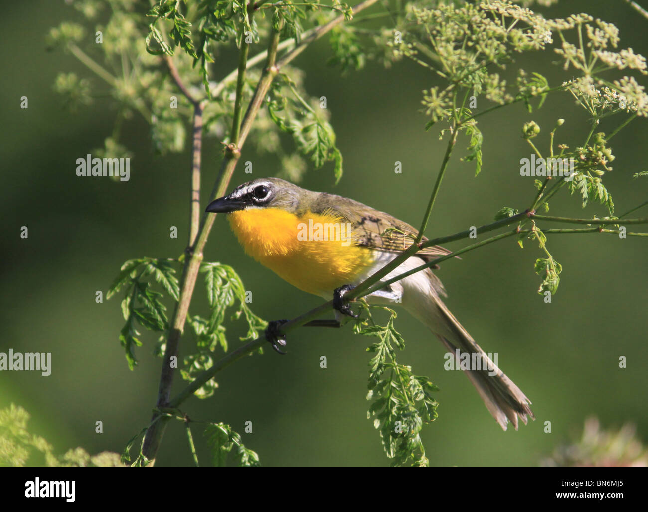 yellow breasted chat warbler Stock Photo Alamy