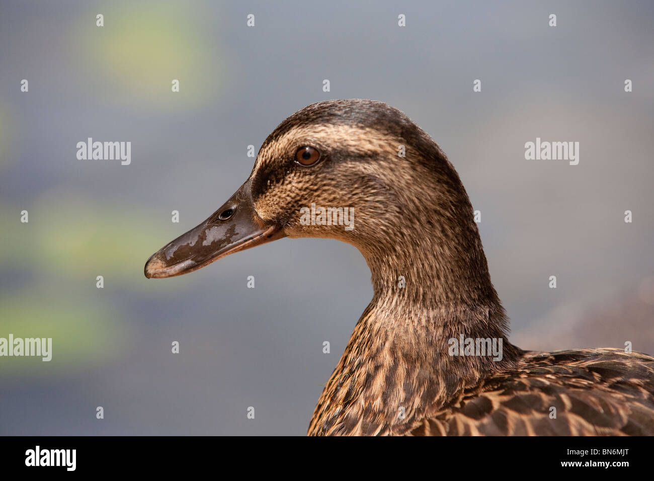 Mallard hen duck Stock Photo - Alamy