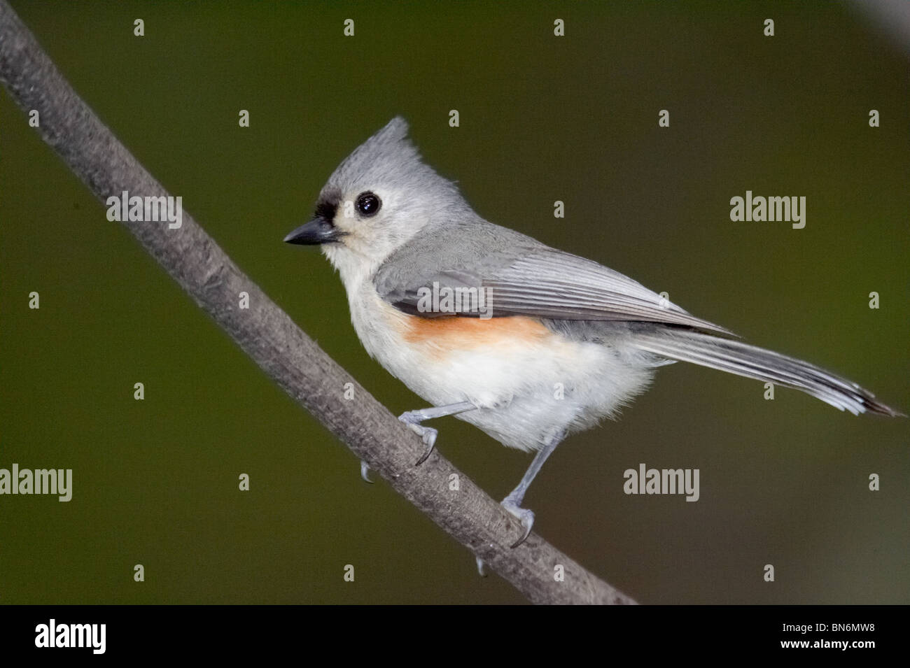 Tufted Titmouse perched on a branch Stock Photo