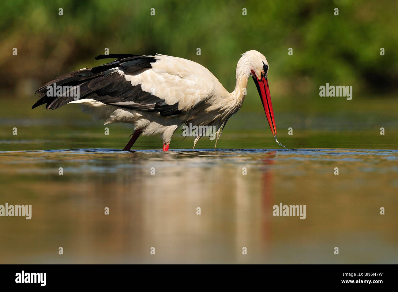 White stork (ciconia ciconia) going fishing in the river Stock Photo