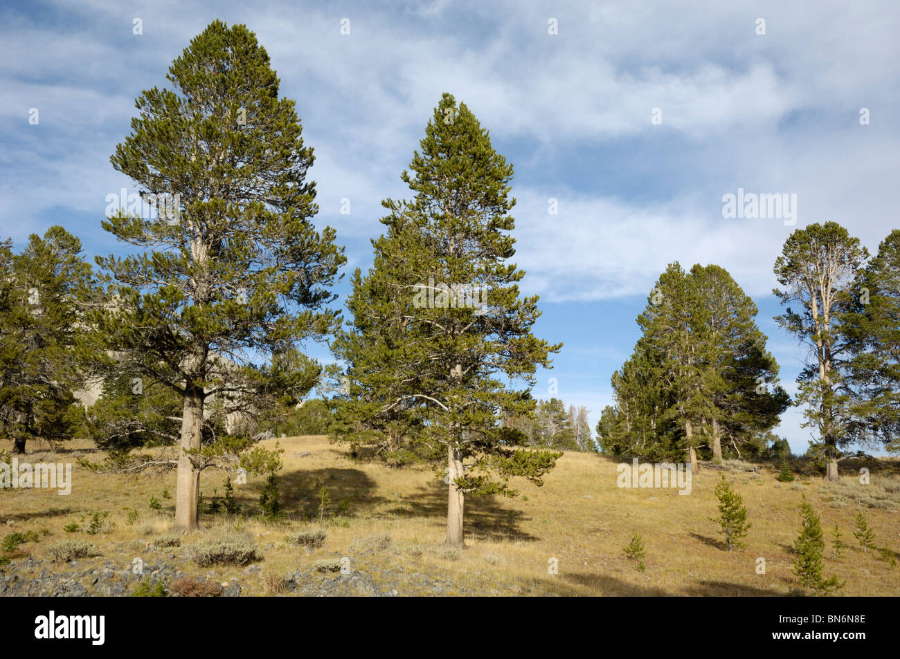 Whitebark Pine trees, Pinus albicaulis, White Cloud Mountains, Rocky Mountains, Idaho, USA Stock Photo